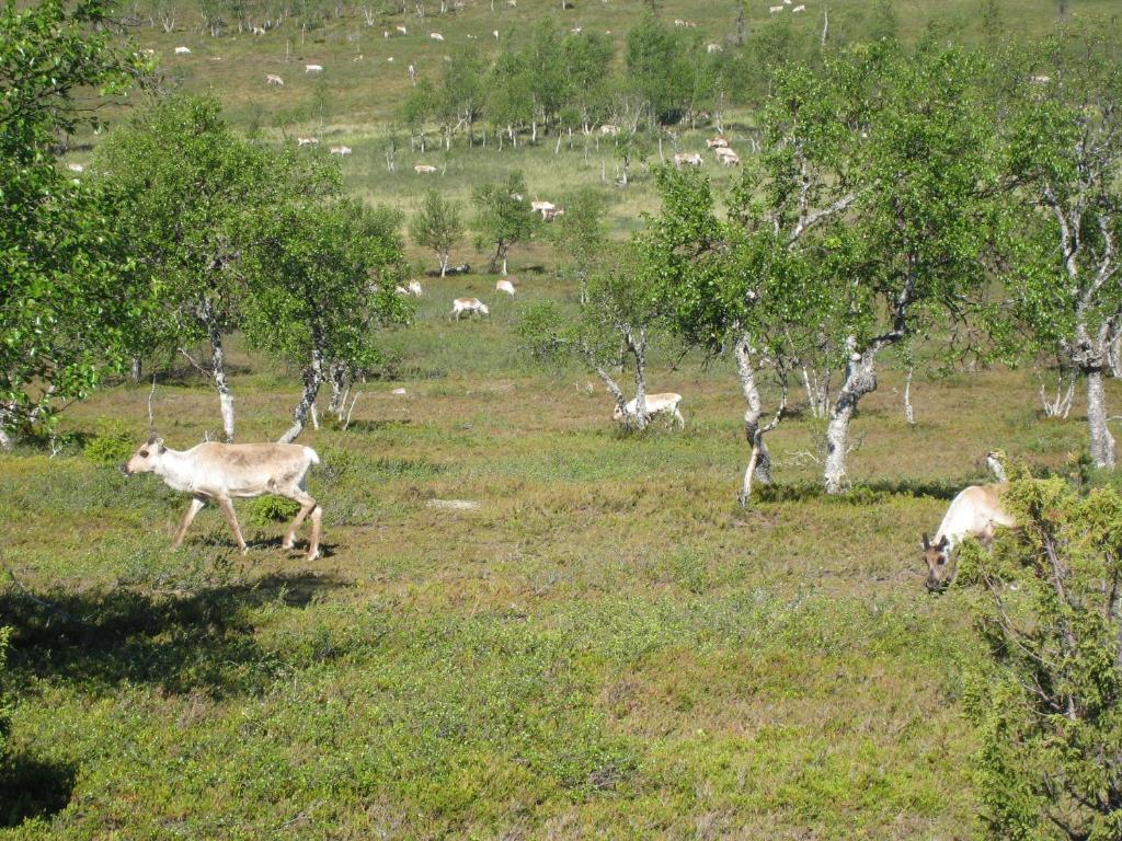 Saariselaen Marjamajat Villa Saariselka Luaran gambar